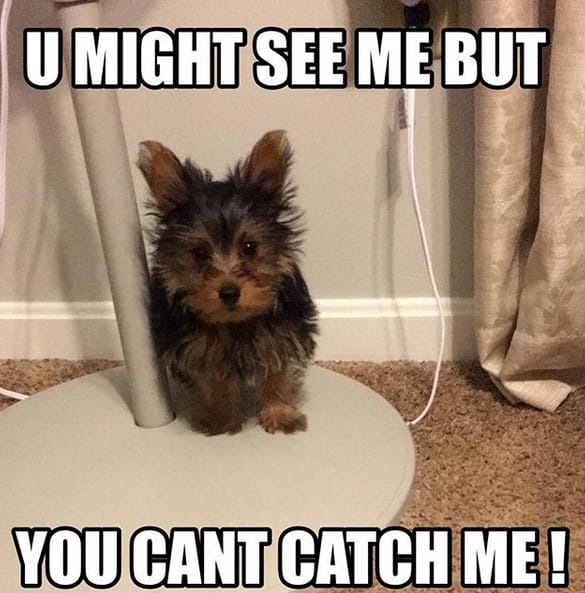 14 Funny Yorkshire Terrier Memes That Will Make You Smile! - Page 3 of ...