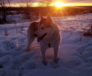 145 Perfect Dog Names That Will Fit Your New Alaskan Puppy - PetPress