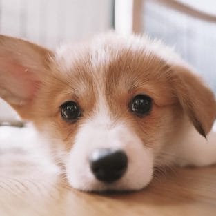 14 Lovely Corgi Facts Proving That They Are The Best Friends - PetPress