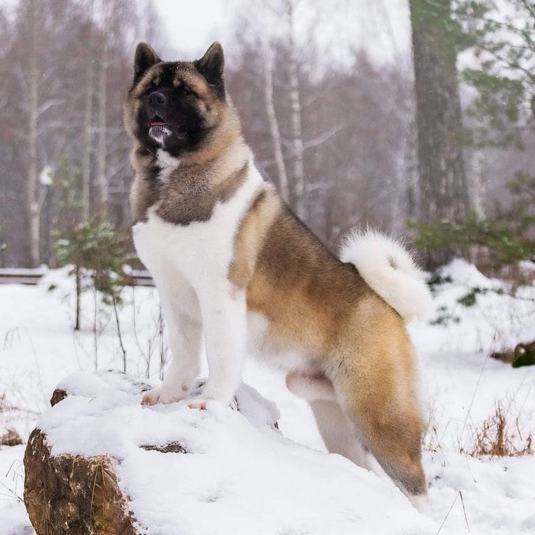 14 Interesting Facts About Akitas You Might Not Know - PetPress