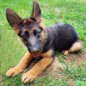 15 Astonishing Facts About German Shepherds - PetPress