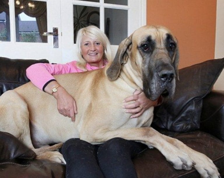 14 Dogs That Look Like ScoobyDoo In Real Life PetPress