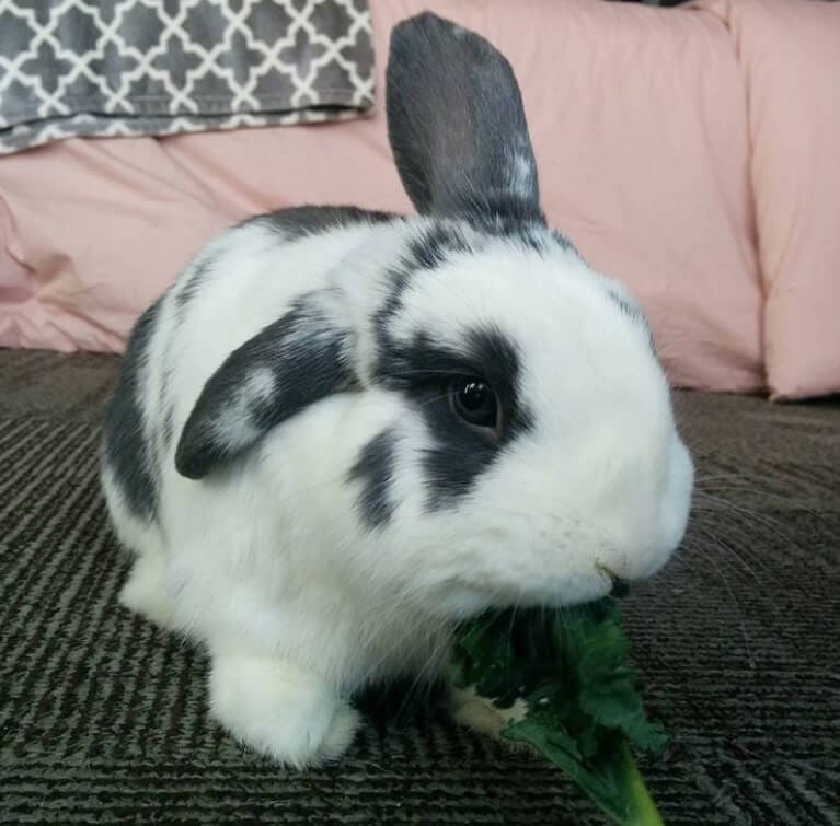 The 500 Best Male Rabbit Names For Your Bunny PetPress