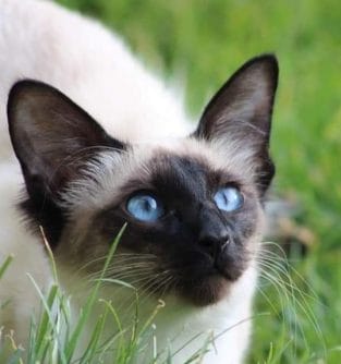 14 Things You Should Know About a Balinese Cat - PetPress