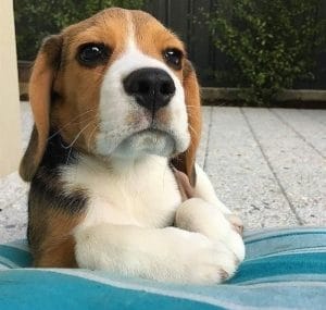 14 Funny Beagles Who Will Make You Smile - PetPress