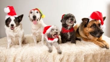 Best Christmas Dog Names - 2