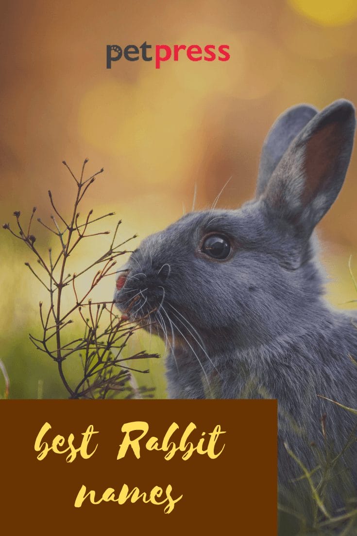 Rabbit Names The 700 Most Popular Bunny Names PetPress
