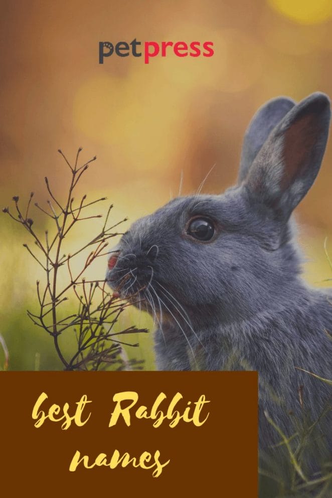 Best-rabbit-names