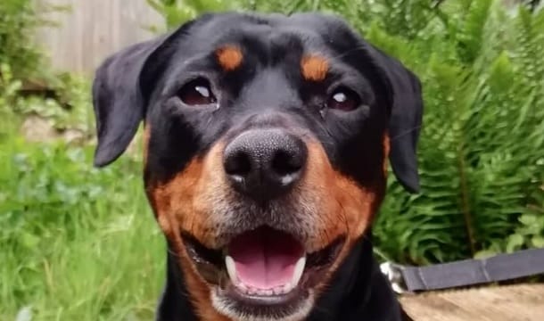 35 Cute Rottweiler Mixes That'll Melt Your Heart - PetPress