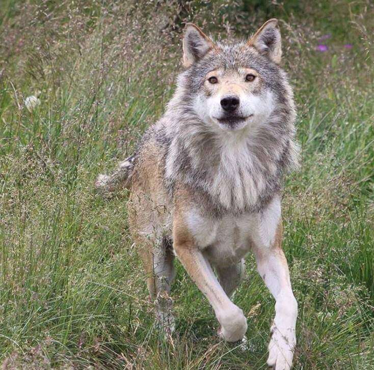 male wolf names