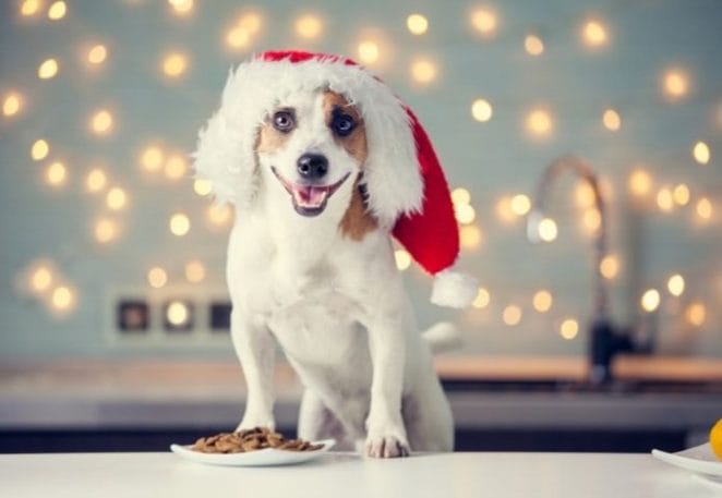 Dog Names Based On Holiday Foods
