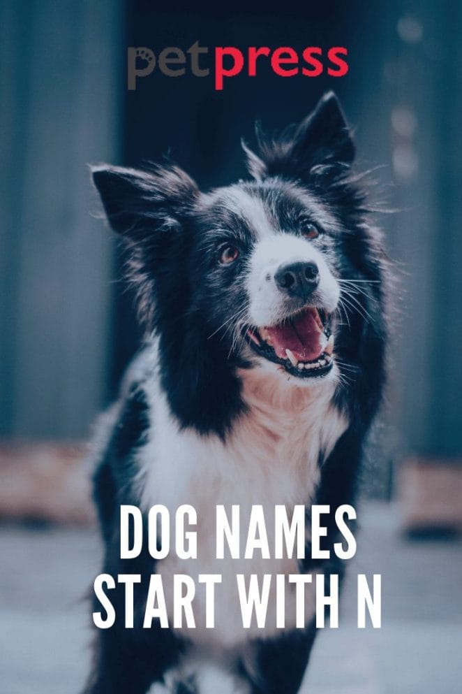 Dog Names Start With N