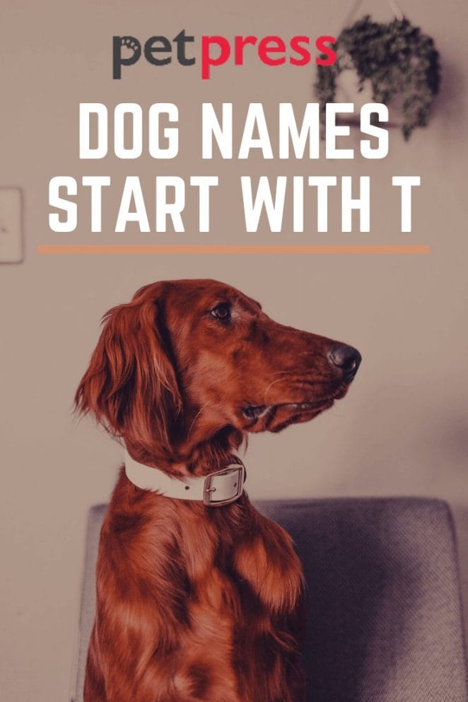Dog Names Start With T