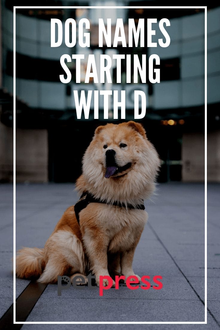 Dog Names Starts With D Top Dog Names Starting With Letter D