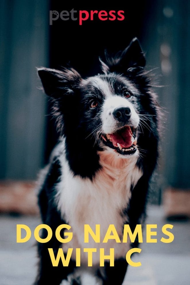 Dog Names with C