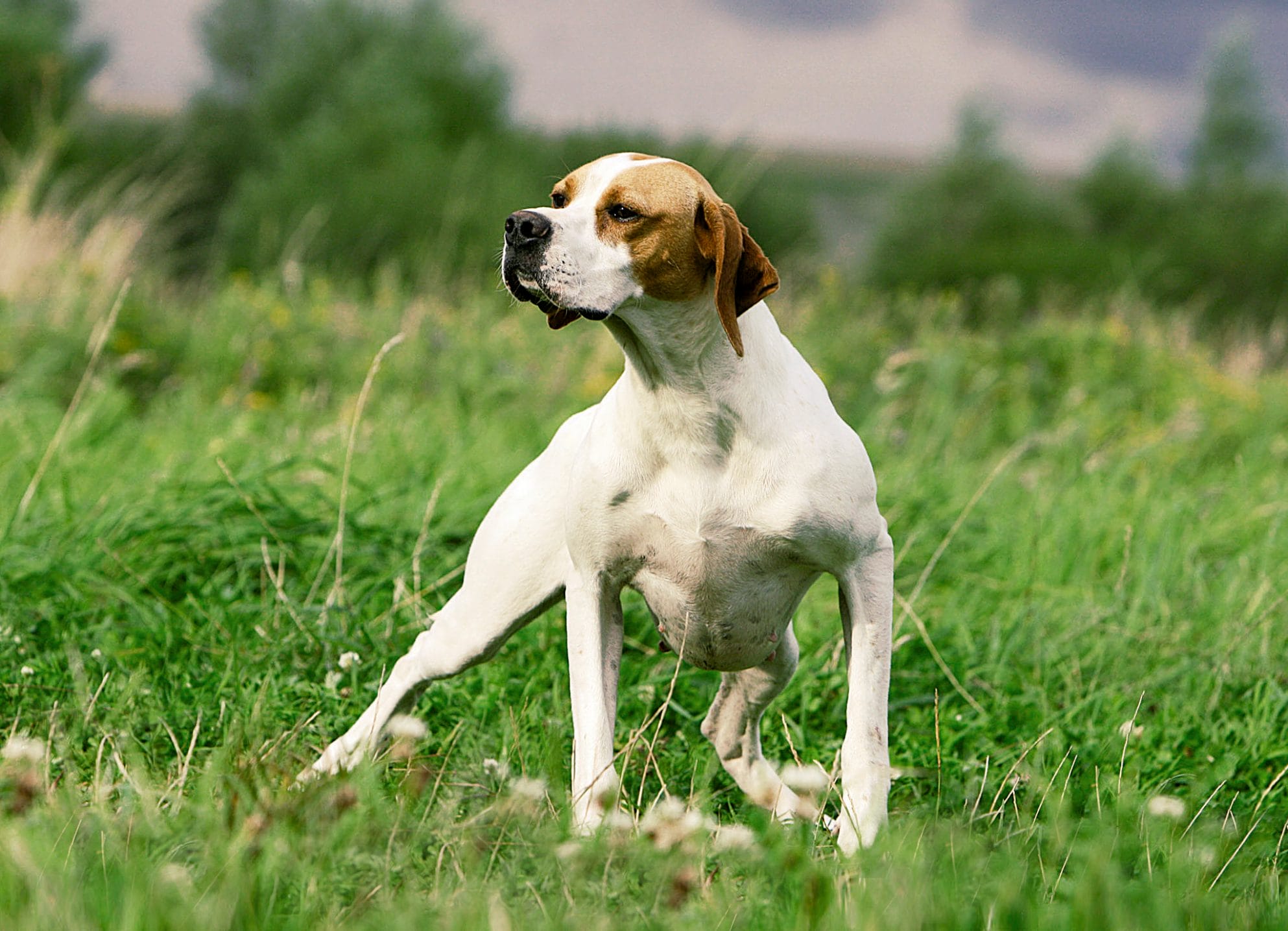 14 Incredible Facts About English Pointers - Page 2 of 4 - PetPress