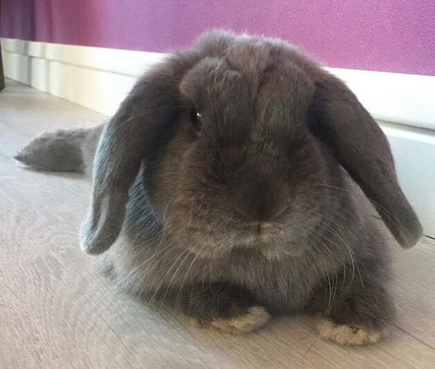 Funny Rabbit Names 300 Hilarious Ideas for Naming Your Bunny PetPress