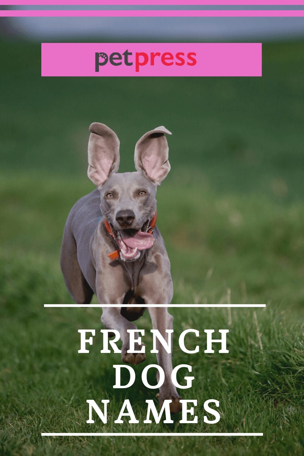 the-200-best-french-dog-names-for-your-male-and-female-puppy