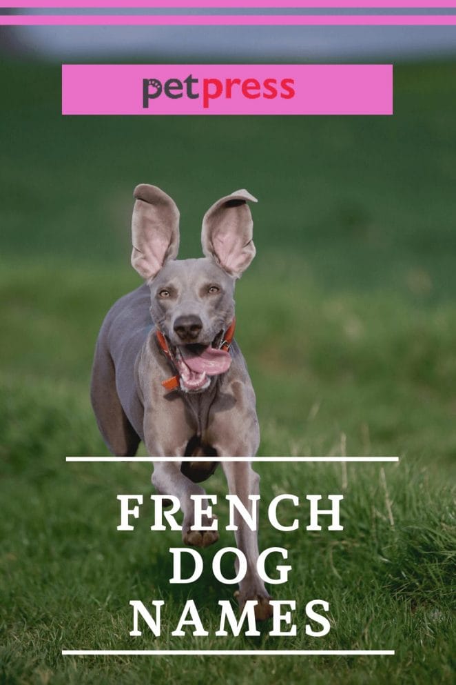 French Dog Names