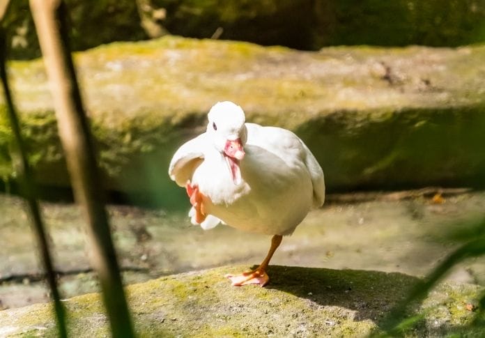 Funny Names for Female Ducks