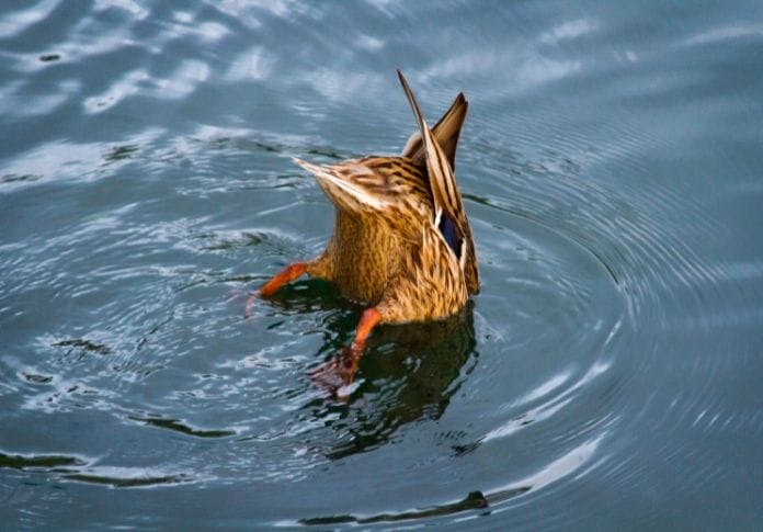 Funny Names for Male Ducks