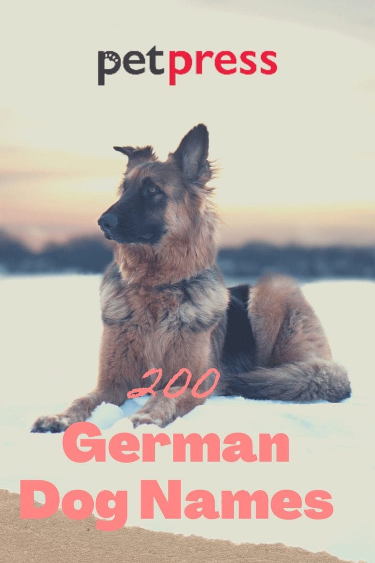 Top 200 Male and Female German Dog Names with Meanings