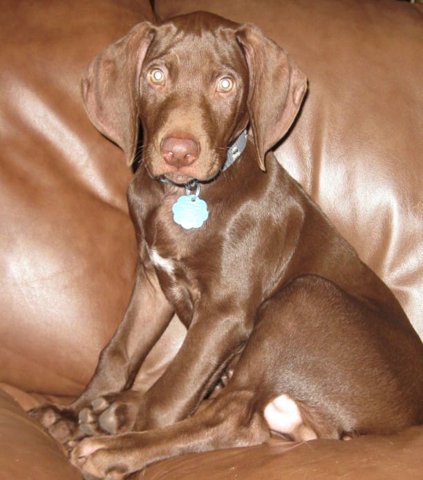 small vizsla mix