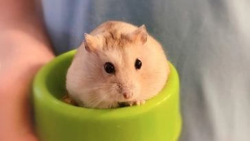 Hamster