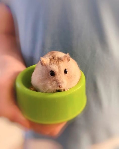 Hamster