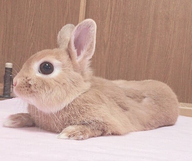 The 500 Best Male Rabbit Names For Your Bunny PetPress