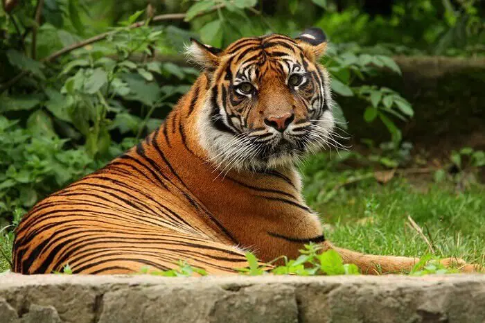 Tiger Names: 560+ Best Names for Tigers | PetPress