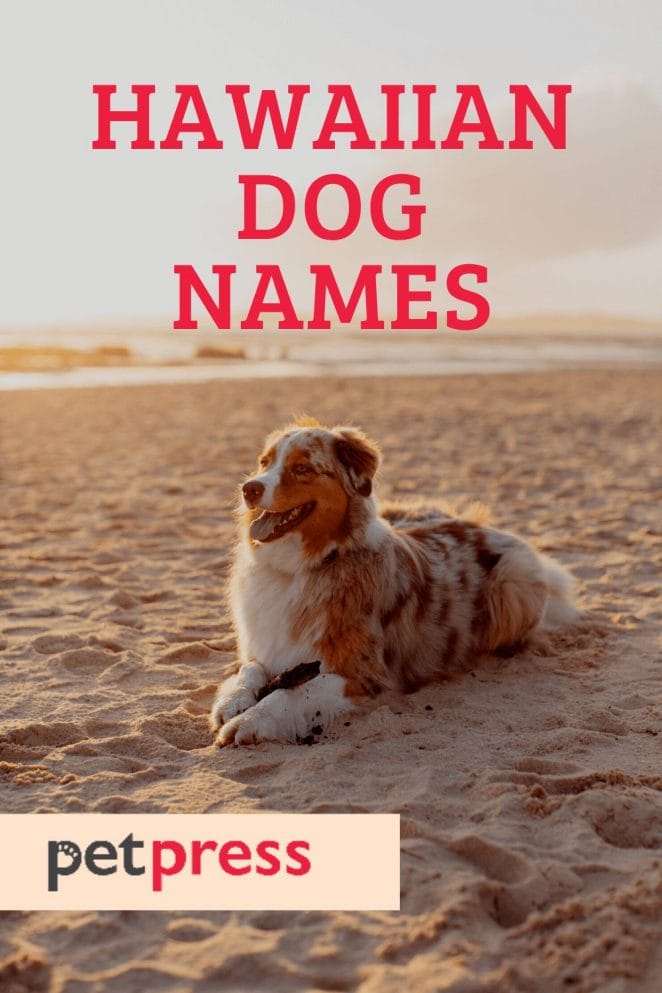 Hawaiian Dog Names