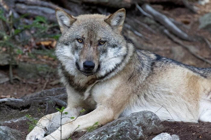 female wolf names