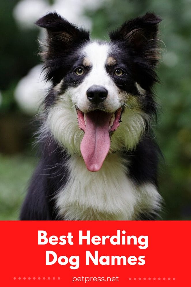 Top 145 Best Herding Dog Names