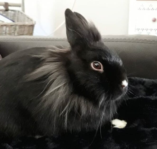 The 500 Best Male Rabbit Names For Your Bunny PetPress