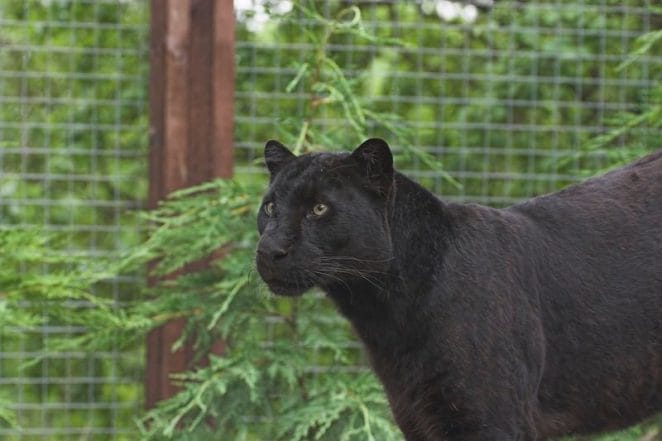panther names for a black panther