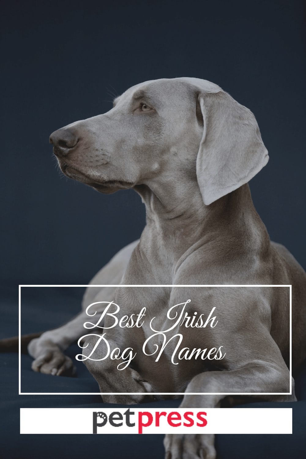 The 200 Best Male Female Irish Dog Names And Meanings the-200-best-male-female-irish-dog-names-and-meanings
