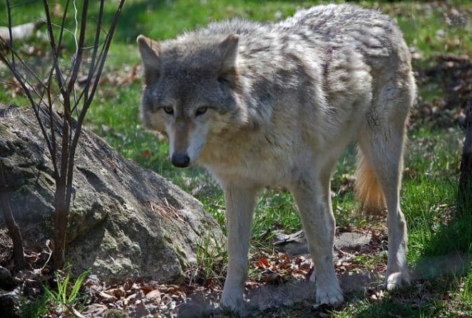 best male wolf names for naming a pet