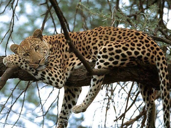 Leopard Names: 280+ Best Names For Leopards