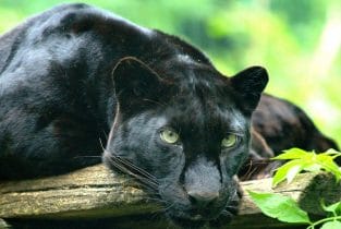 Panther Names: 230 Best And Famous Names for Panthers