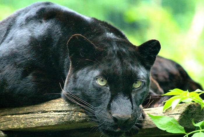 panther-names-230-best-and-famous-names-for-panthers