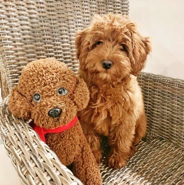 16 Tips for Taking Care of Your Labradoodle PetPress