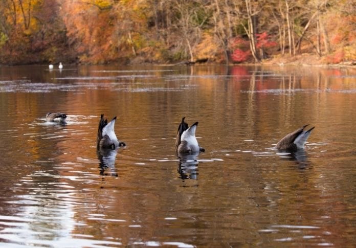 Laughable Duck Names