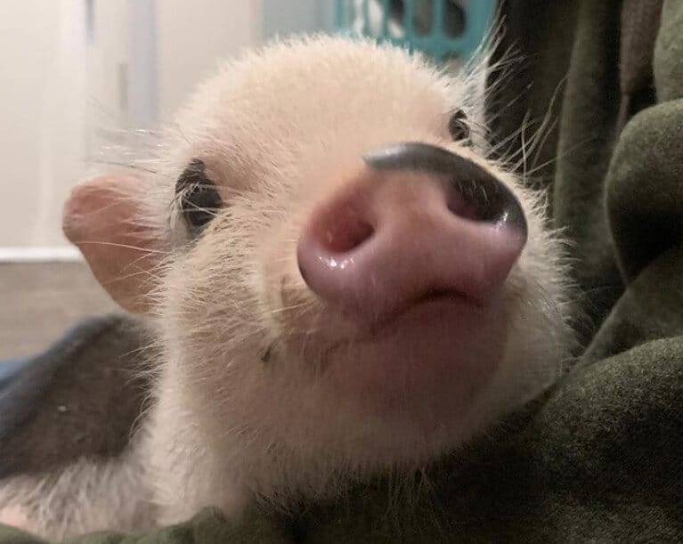 Pig Names The 500 Most Popular Male and Female Pig Names