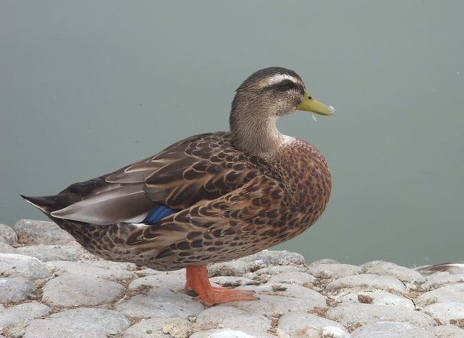 Cute Duck Names – Over 400 Adorable Names To Give a Duck And A Baby ...