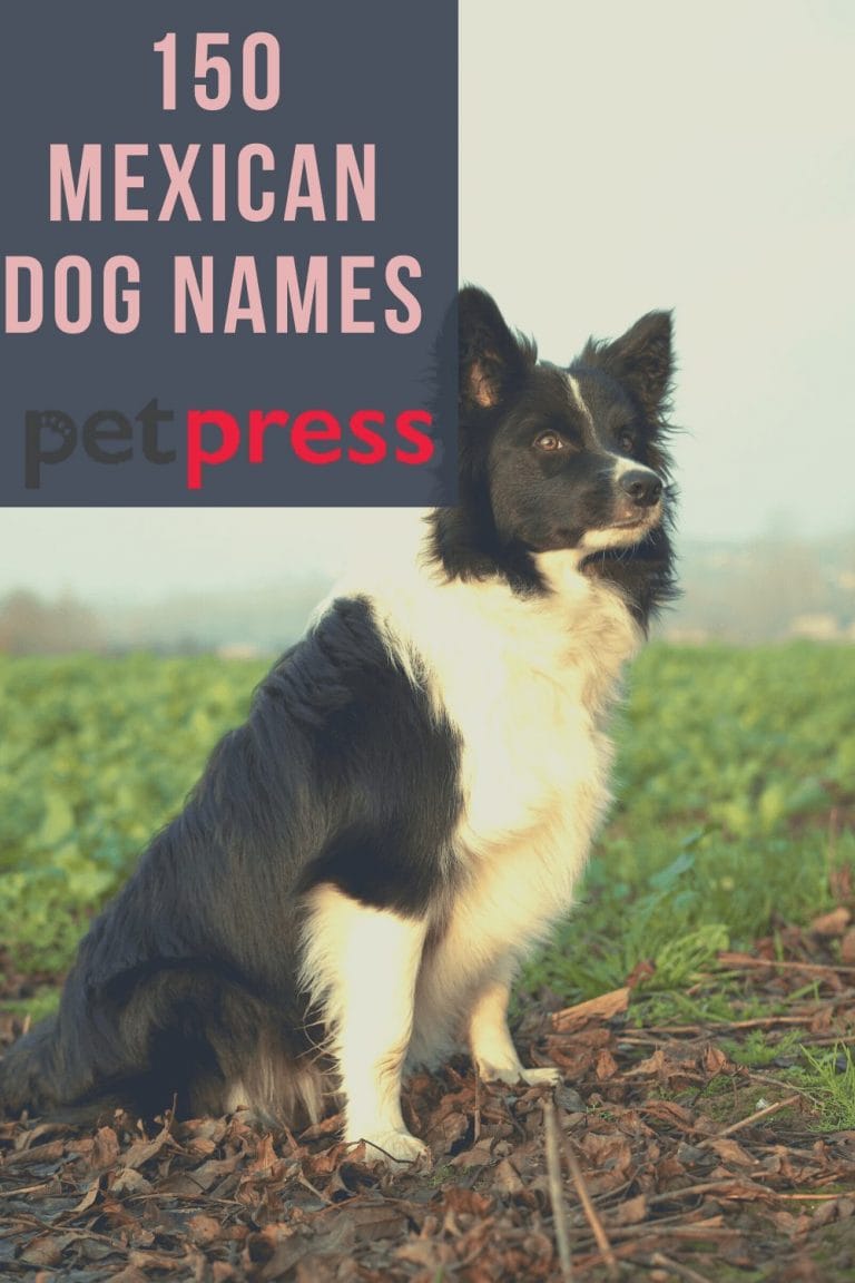 Top 150 Mexican Dog Names For Your Boy Or Girl Puppy 1230-mexican-dog-names-that-bring-spirit-of-mexico-to-life-generator