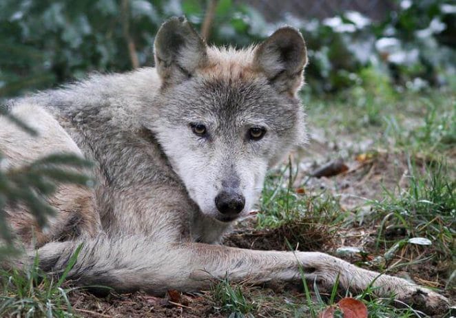 native american wolf names for a pet 