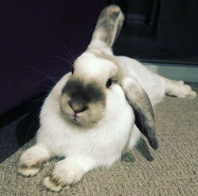 Female Rabbit Names: 300 of the Top Girl Bunny Names - PetPress