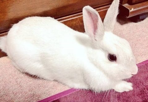 Female Rabbit Names: 300 of the Top Girl Bunny Names - PetPress