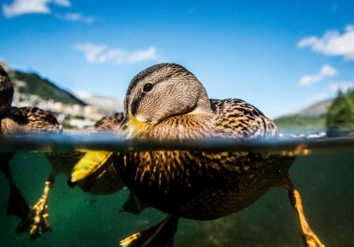 Popular Funny Duck Names